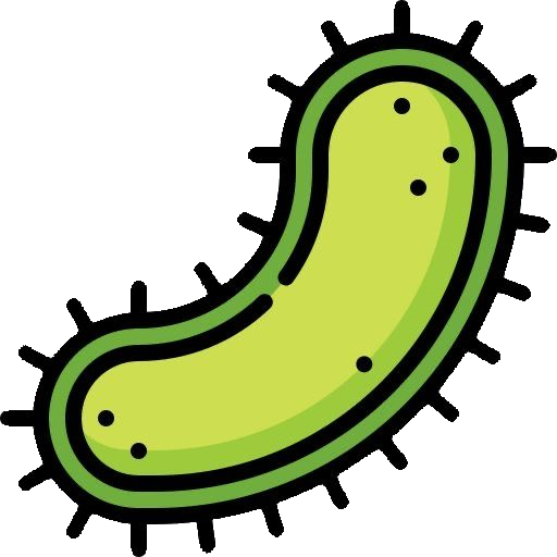Bacteria